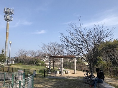 つぼみの桜