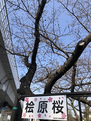 ２分咲き写真