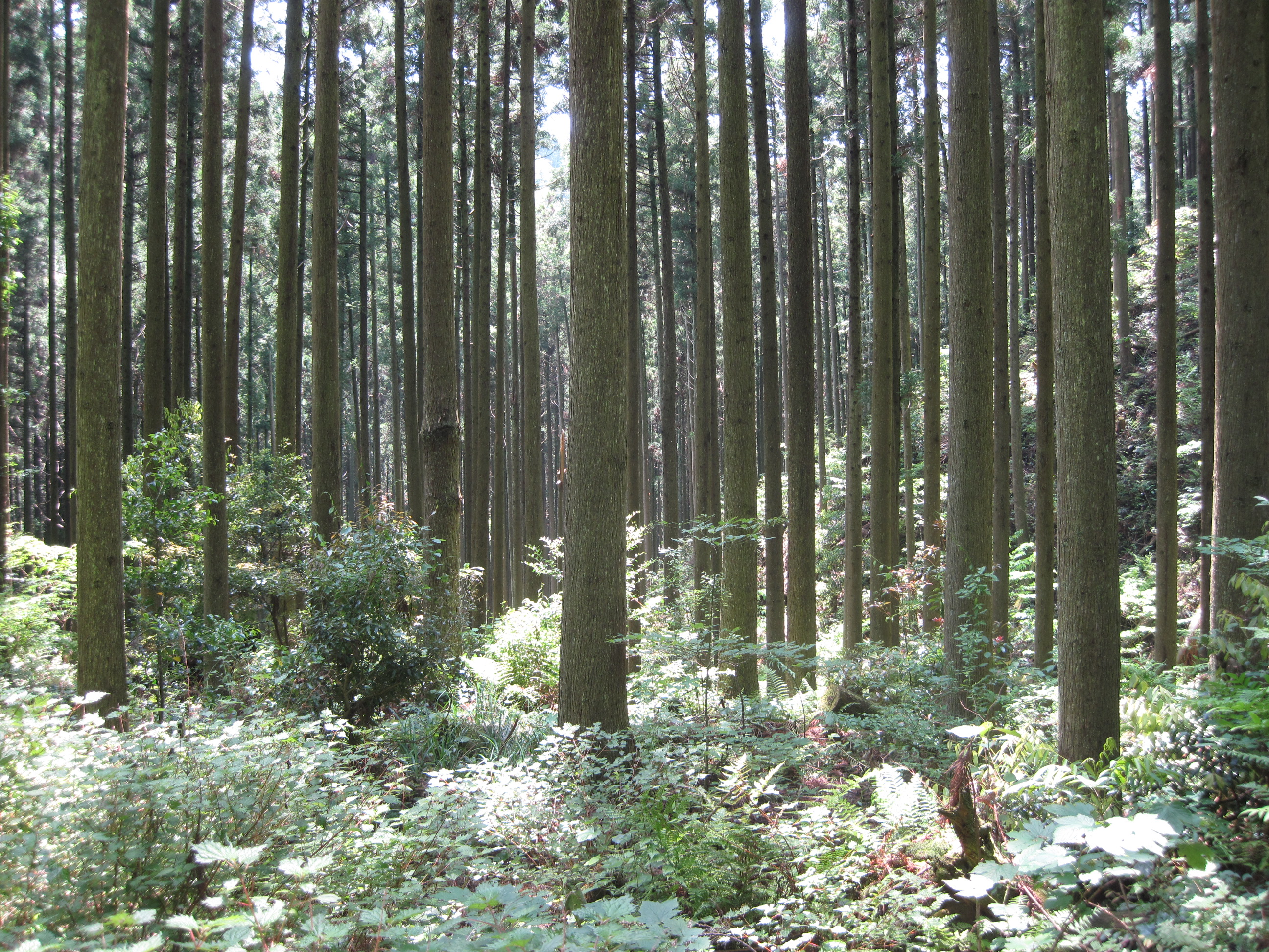 整備された森林