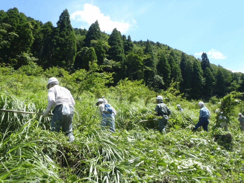 下草刈り作業の様子