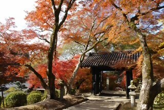 秋月の紅葉