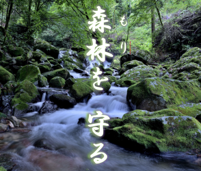 森の写真