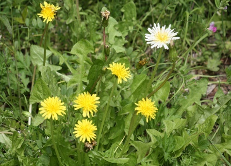 今山のタンポポ