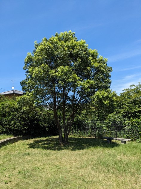 アトムの樹の写真