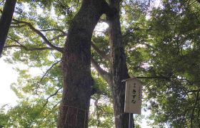 橋本特別緑地
