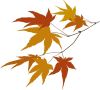 紅葉ｲﾗｽﾄ