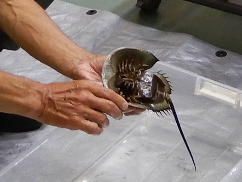 カブトガニ