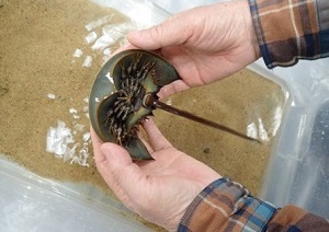 カブトガニ