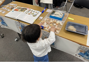 貝殻の展示