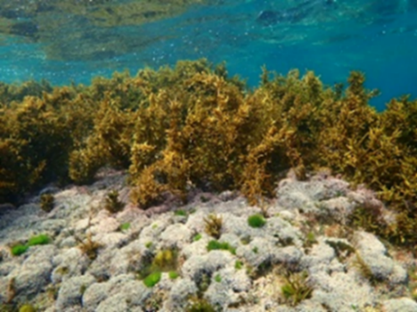 福岡市沿岸域の藻場