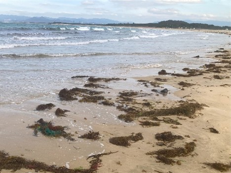 海岸に流れ着く海藻