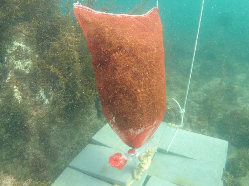 母藻の設置（海藻のタネの供給）