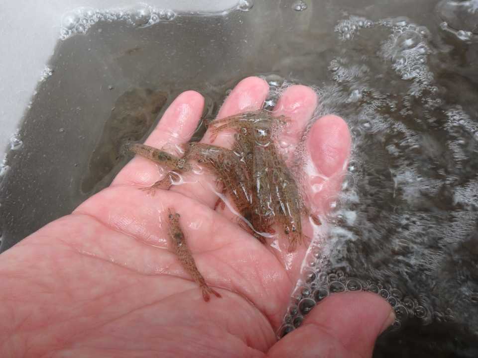 クルマエビの種苗