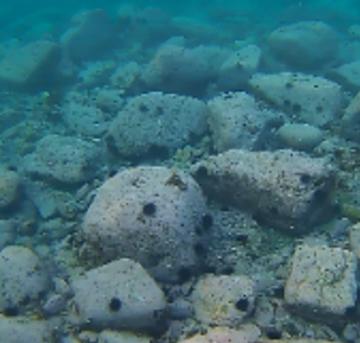 海藻が減った海の様子
