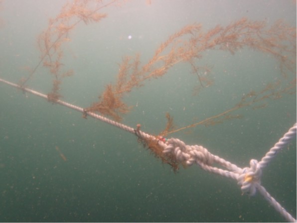 種苗の設置（海藻のタネの供給）