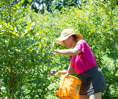 写真：ブルーベリーを収穫する野中さん