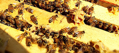 写真：養蜂場で採蜜する様子