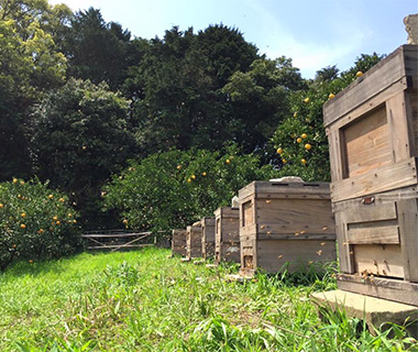 写真：自然豊かな養蜂場