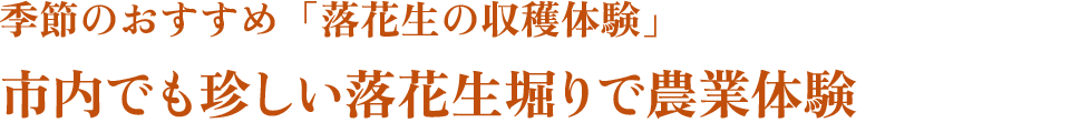 季節のおすすめ「落花生の収穫体験」市内でも珍しい落花生堀りで農業体験