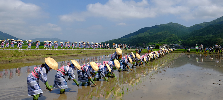 写真：脇山小学校の児童たちが、初々しい早乙女姿で田植え作業を披露する「お田植え舞」