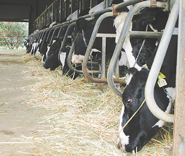 写真：牛舎に並んで餌を食べる牛