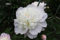 シャクヤクの写真