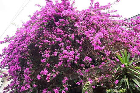 花壇の写真4