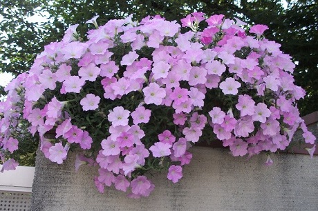 夏の写真2