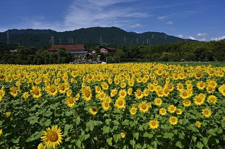 夏の写真5