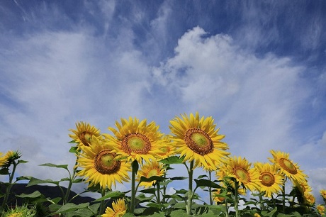 夏の写真6