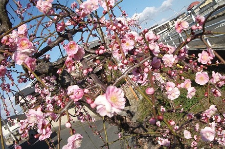 冬の写真2