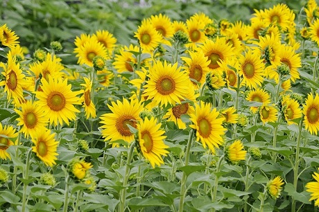 夏の写真4