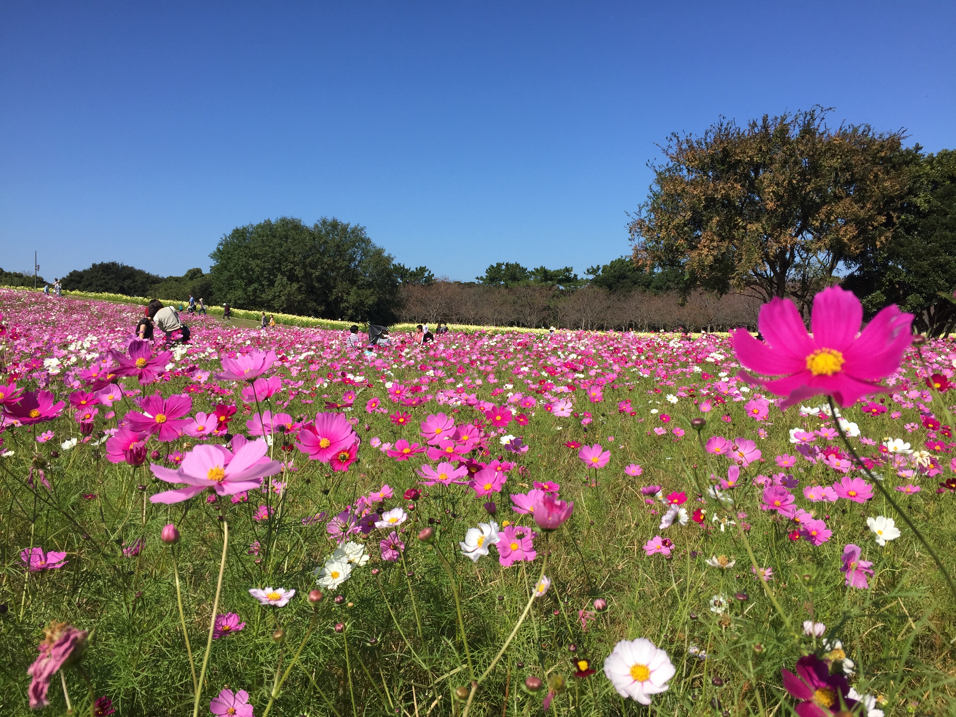 フォトモザイクアート応募写真 コスモス