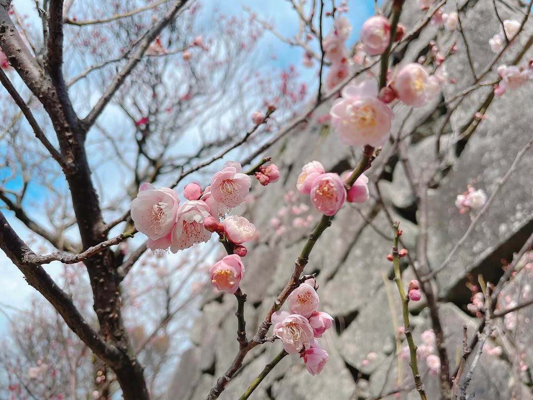フォトモザイクアート応募写真 花