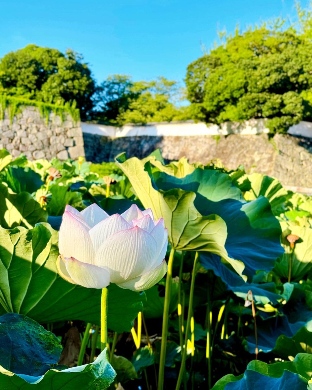 フォトモザイクアート応募写真 蓮