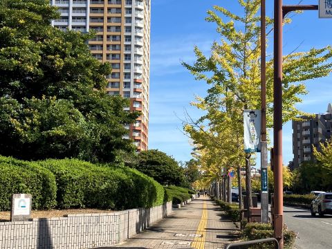 博物館周辺道路沿いのイチョウ