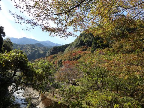 曲渕ダムパーク周辺の紅葉