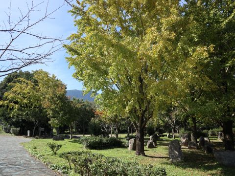 脇山中央公園のイチョウ４