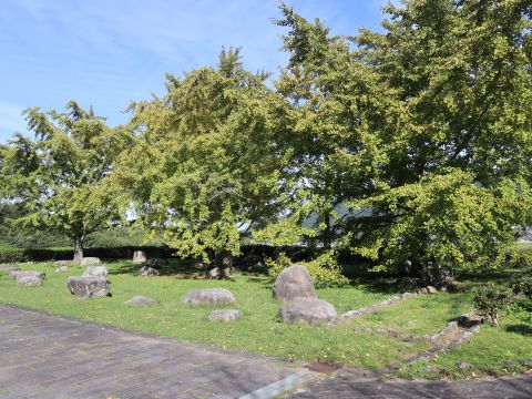 脇山中央公園のイチョウ１