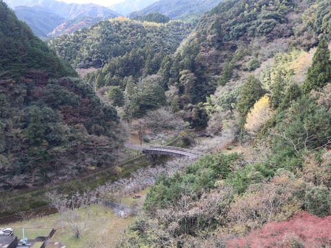 ダムから望む紅葉