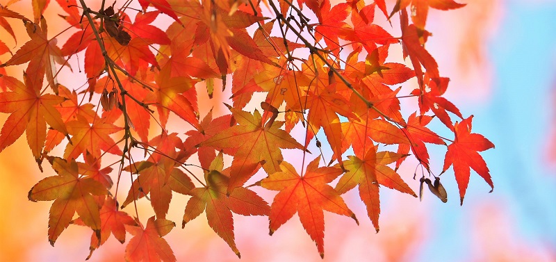紅葉の画像