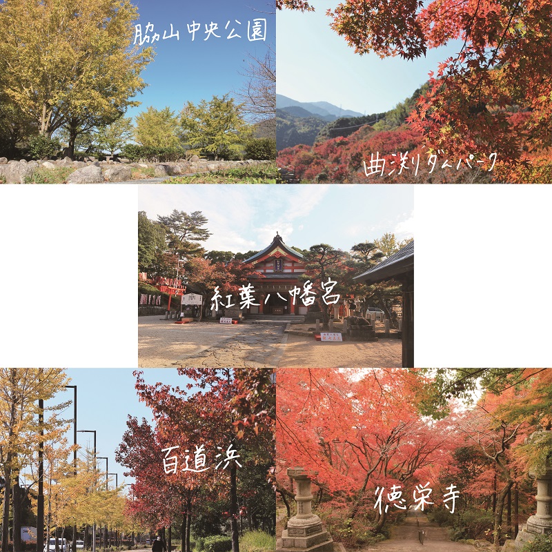 写真：令和2年度の紅葉状況