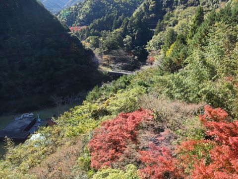 曲渕ダムパークの紅葉