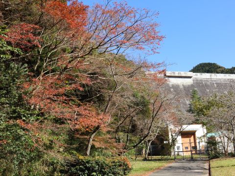 曲渕ダムパーク提体と紅葉