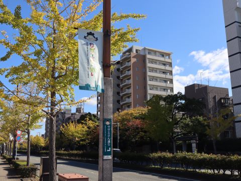 博物館周辺の道路沿いのイチョウ２