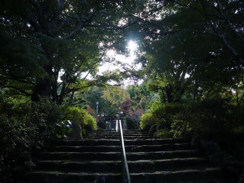 徳栄寺の木々