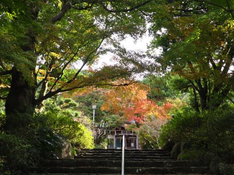 徳栄寺の木々