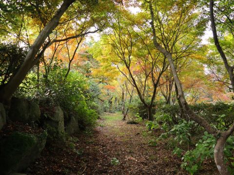 徳栄寺の狛犬と木々２