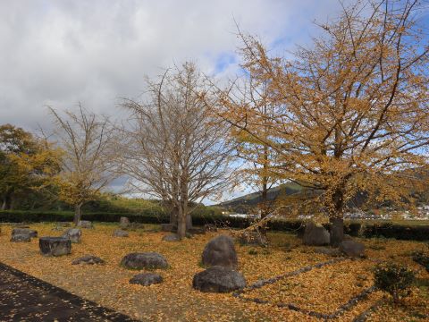 落葉したイチョウ