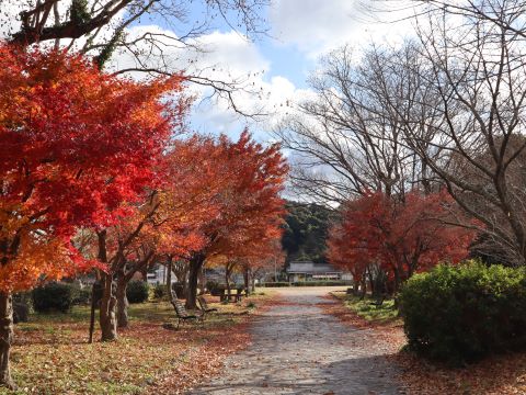 脇山中央公園のイチョウ３